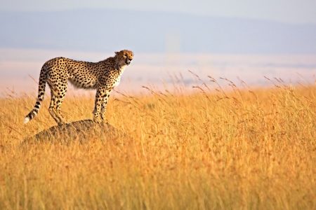 Kenya Explorer Package: 7 Nights, 8 Days